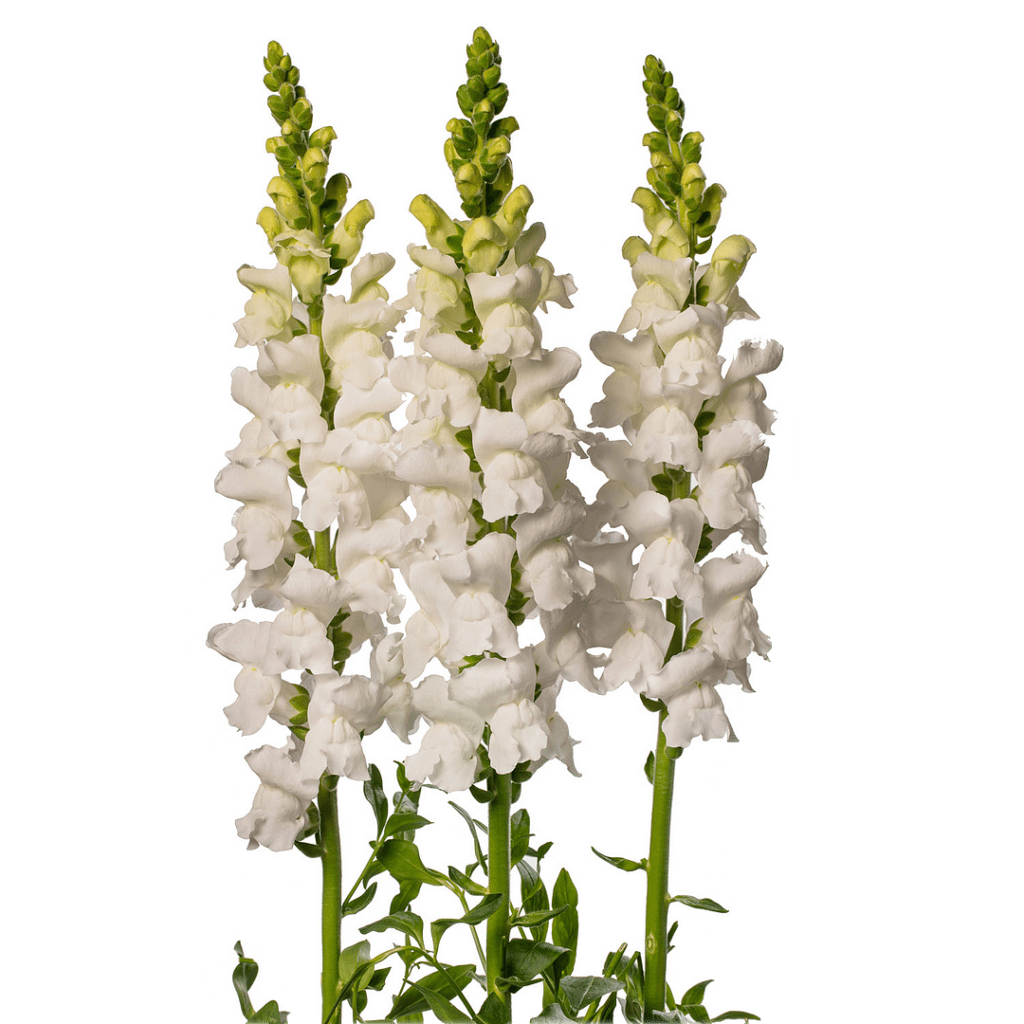 snapdragons-burwood-nurseries