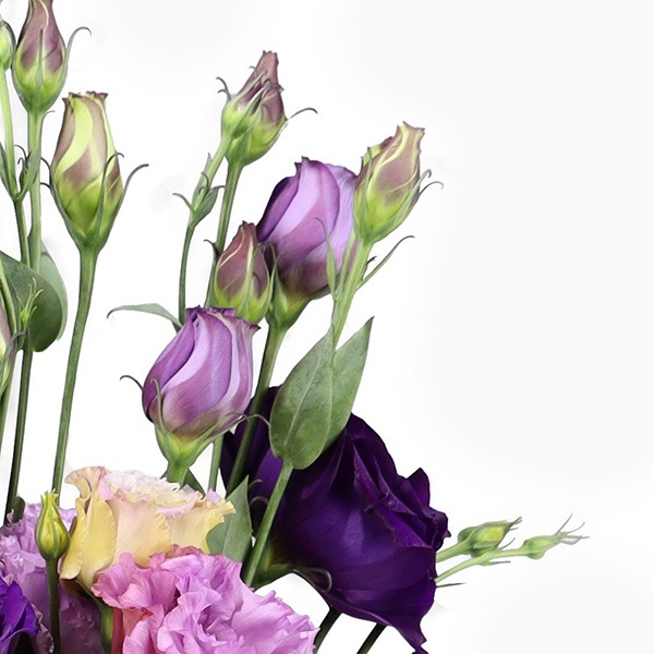 dark-purple-lisianthus-close-view